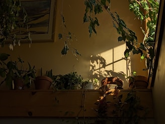 A rustic wooden shelf lined with various thriving indoor plants basking in natural sunlight.