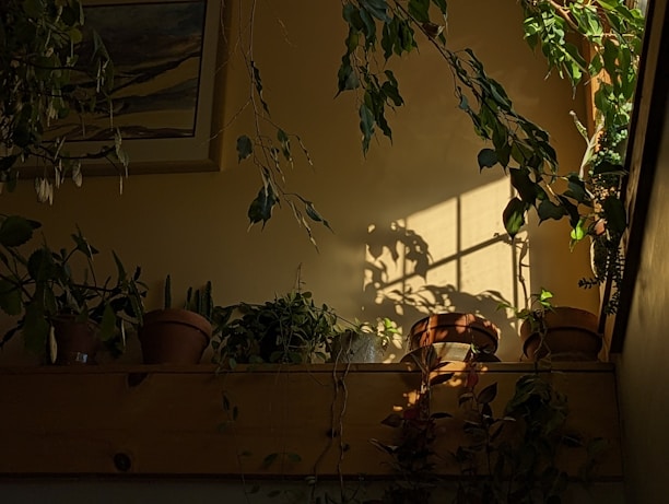 Sunlight filtering through a window onto a collection of thriving potted plants on a wooden shelf.