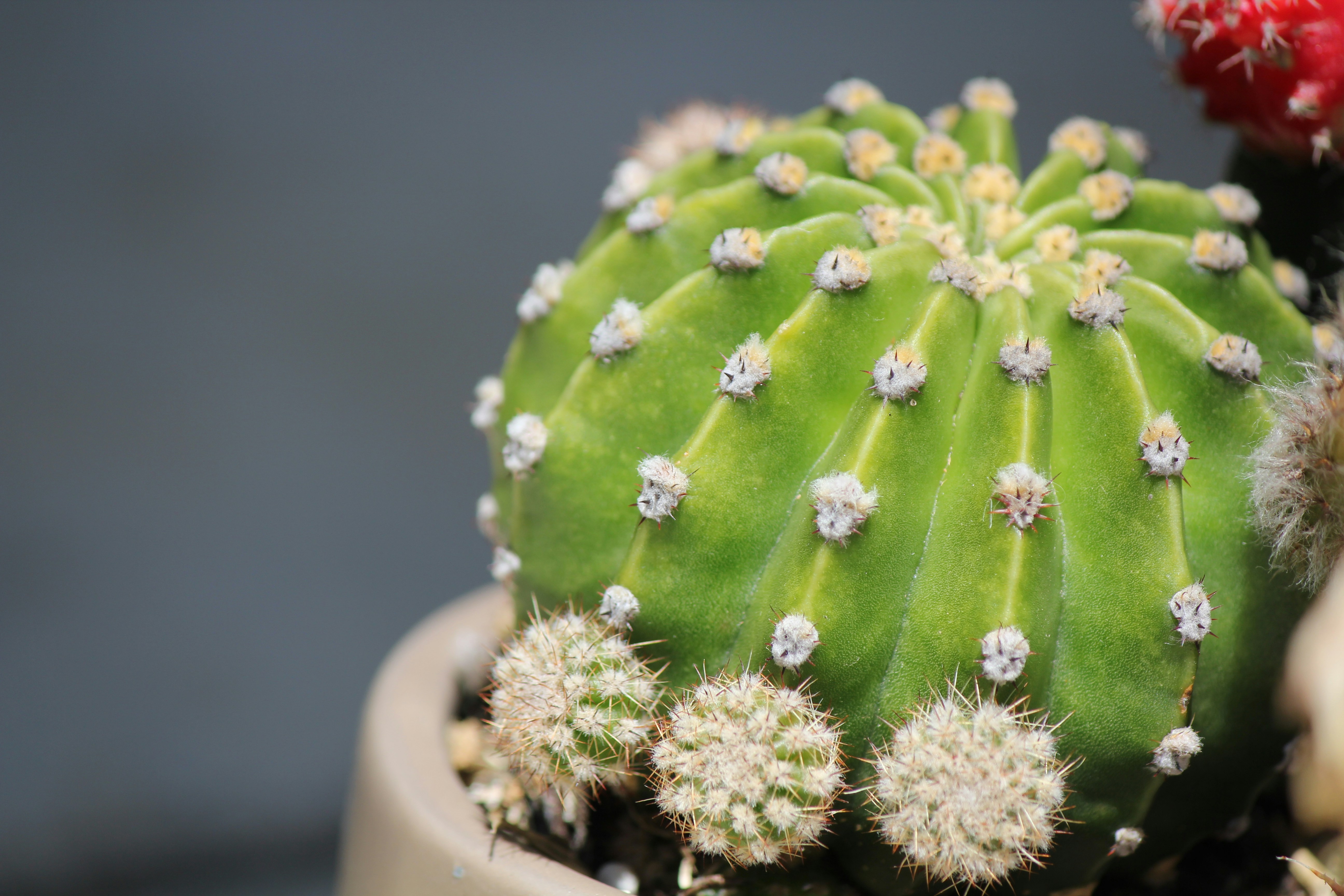 Un cactus verde con diminutas flores blancas en una maceta foto – Imagen de  Cacto gratuita en Unsplash, image size:3000x2000