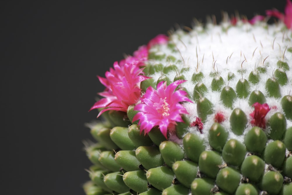 a close up of a cactus with pink flowers