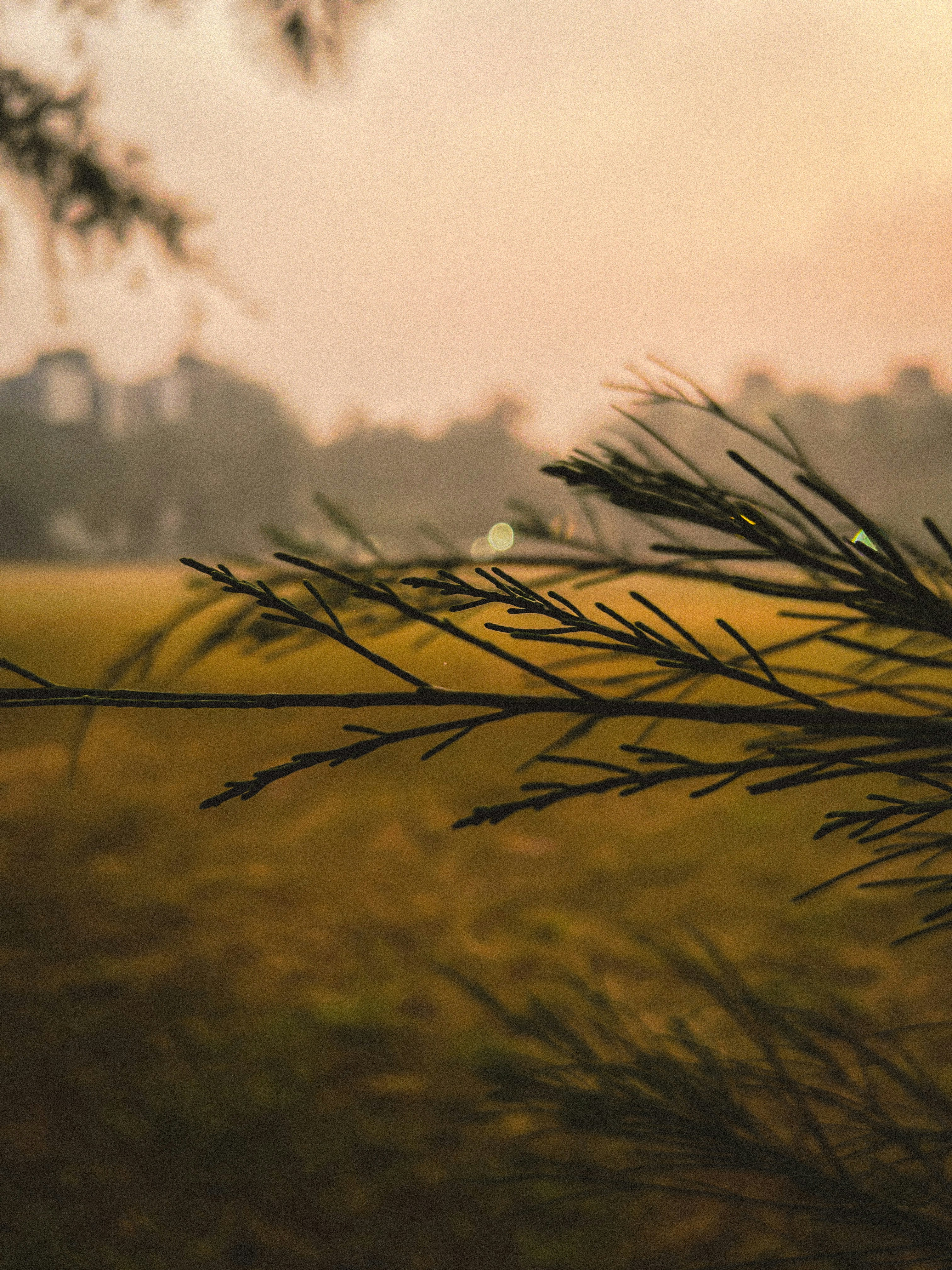 morning walk nature, wallpaper, 8 Manfaat Jalan Pagi untuk Wanita yang Menyehatkan 1