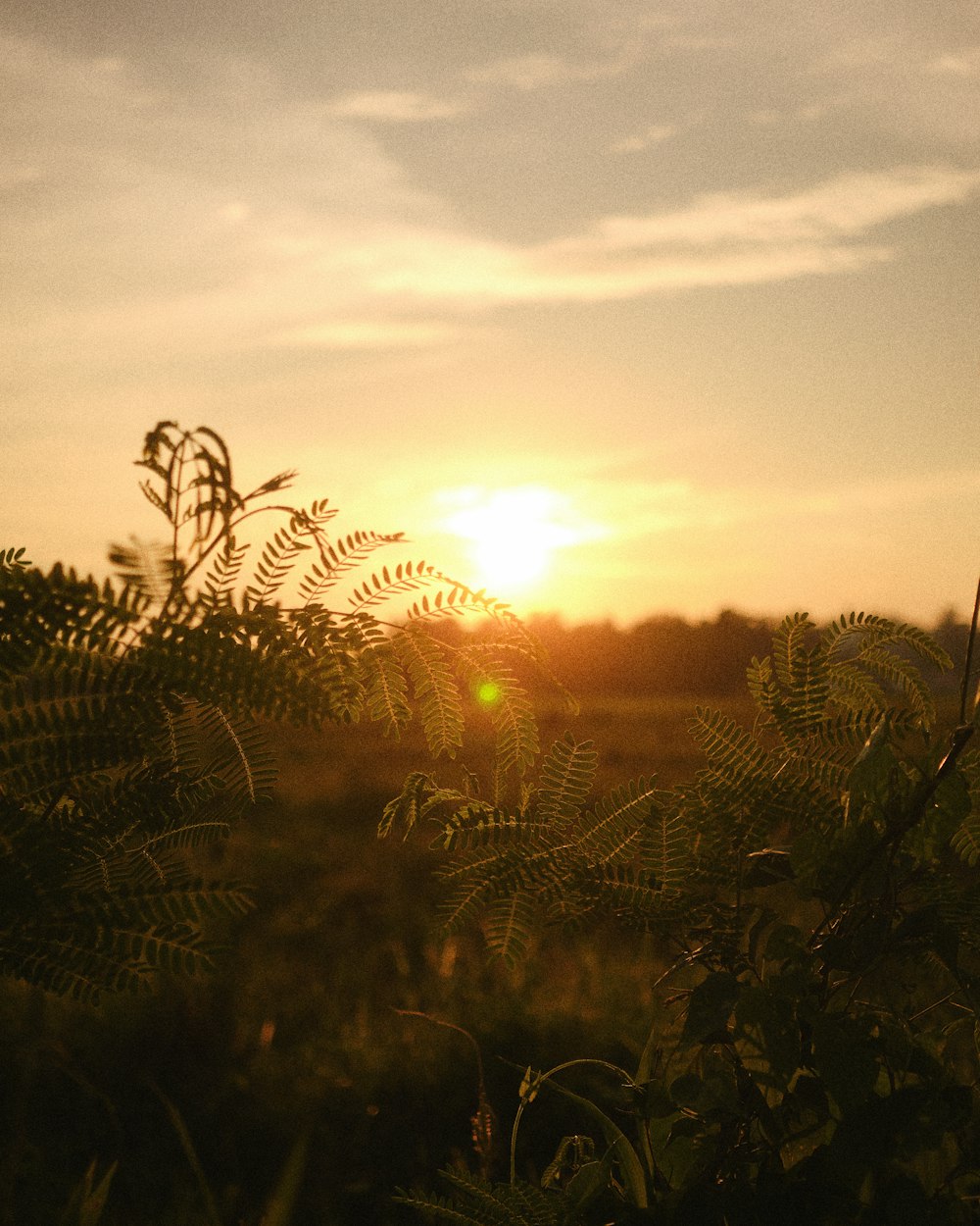 the sun is setting over a grassy field