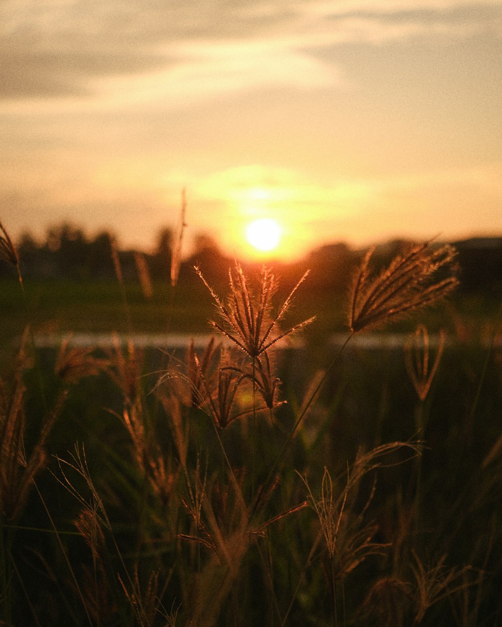 the sun is setting over a field of grass