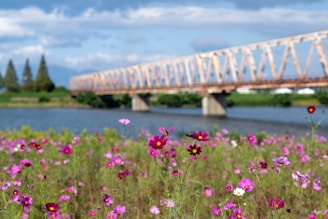 Travelers crossing a wooden bridge over a sparkling river surrounded by wildflowers