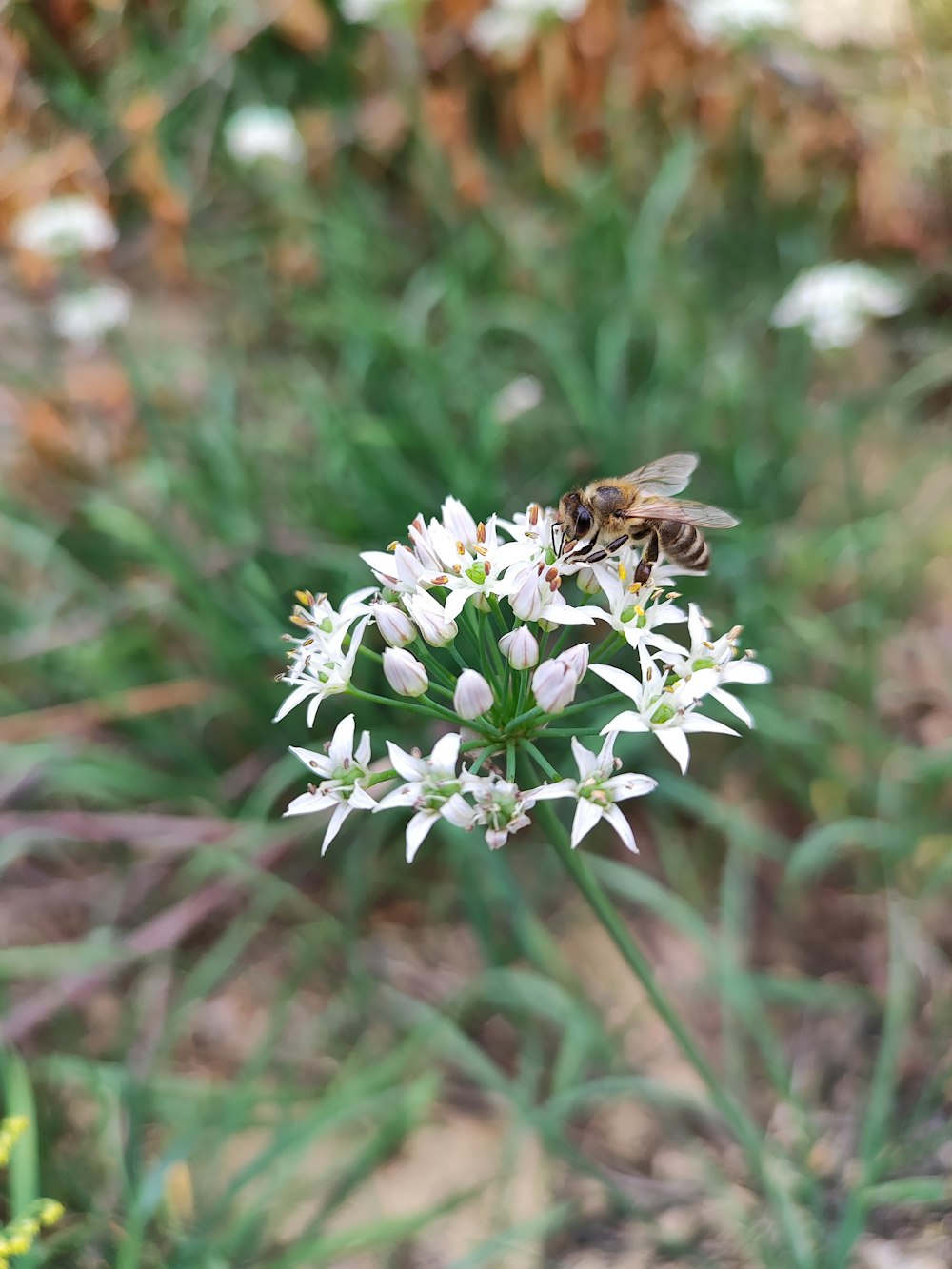 eine weiße Blume mit einer Biene darauf