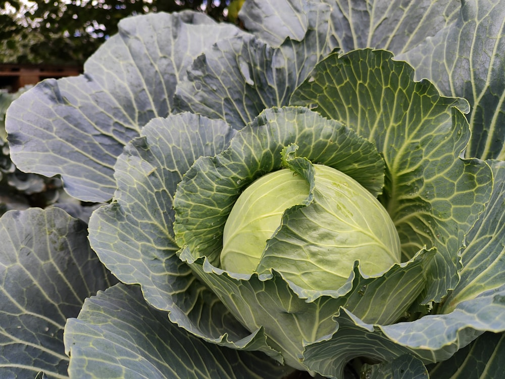 a head of cabbage growing in a garden