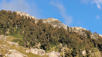 A forested mountain slope with rocky outcrops, covered in dense trees, surrounded by clear blue sky above.