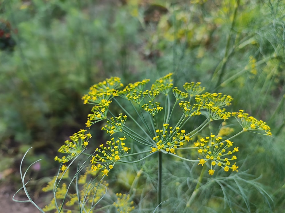 a close up of a plant with yellow flowers