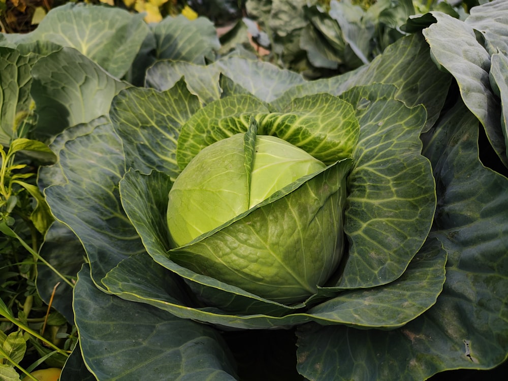 a head of cabbage growing in a garden