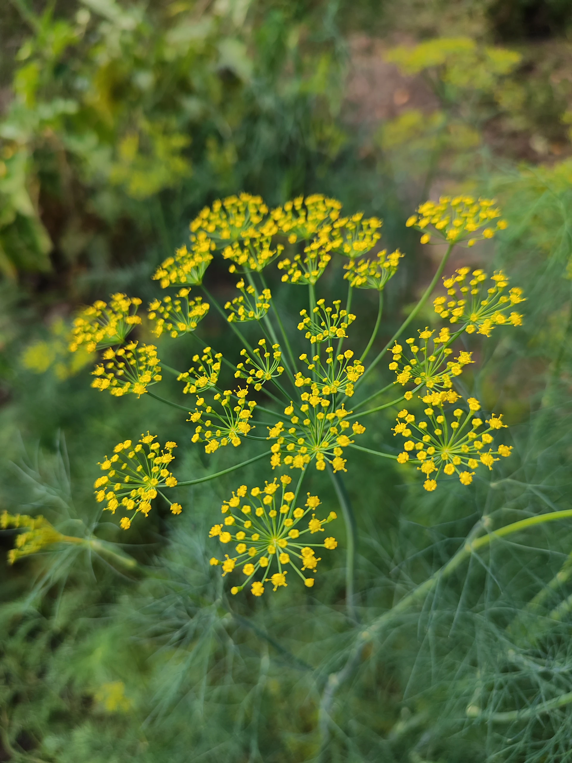 a close up of a plant with yellow flowers