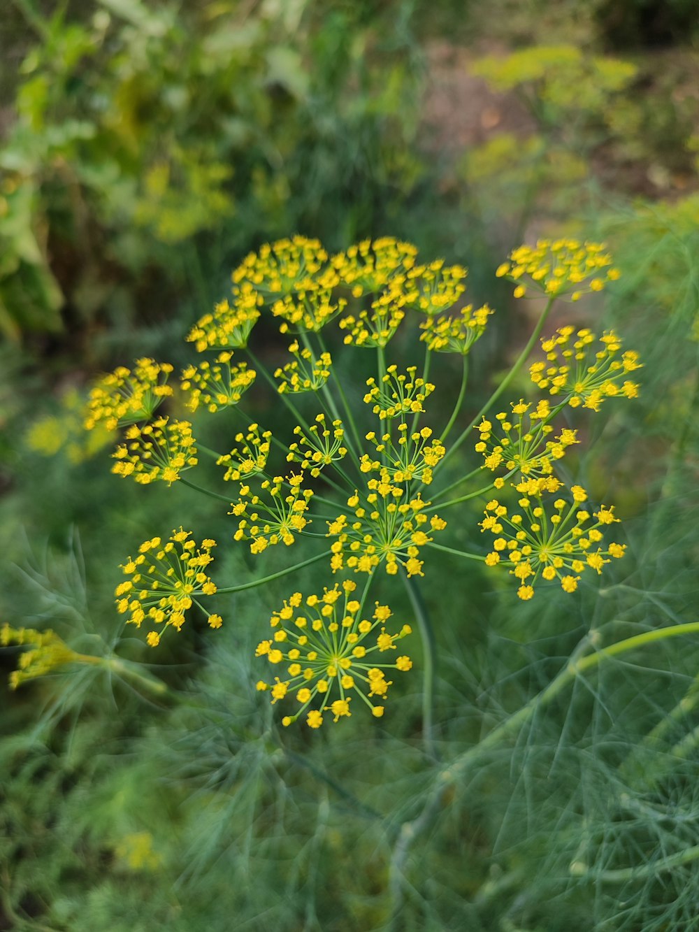 a close up of a plant with yellow flowers