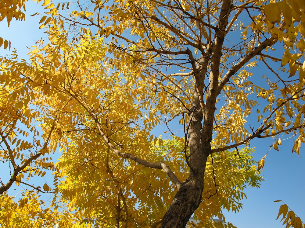 a tree with yellow leaves and a blue sky in the background