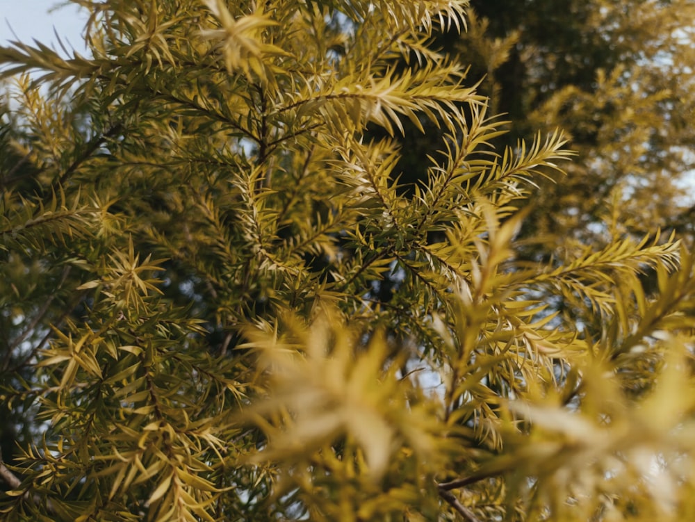 a bird sitting on top of a tree branch