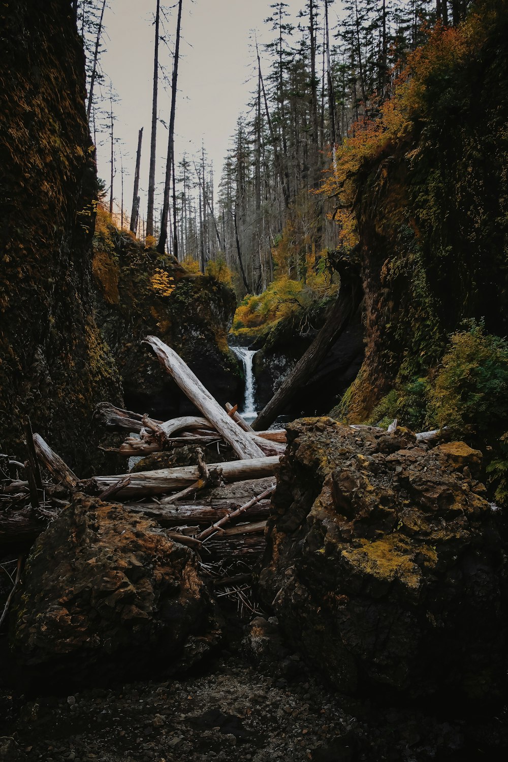 a stream running through a forest filled with lots of trees