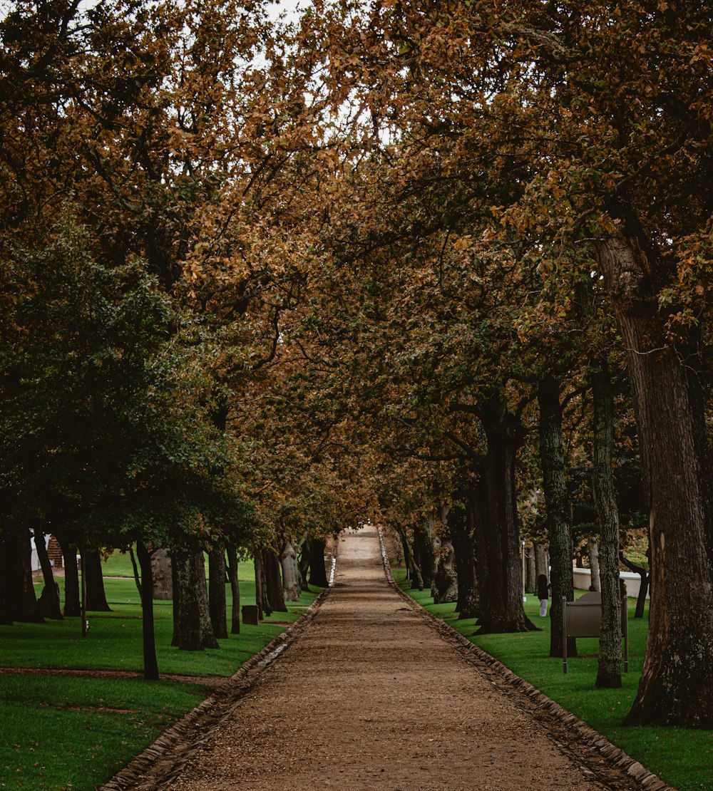 a pathway lined with trees in a park