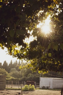 Sunlight filtering through tall trees onto a peaceful paddock where horses graze.