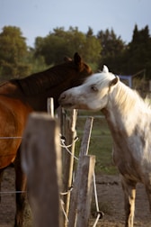 Two horses stand side by side in a paddock, bordered by wooden posts and electric fencing. One horse is white while the other is brown. The surrounding area includes lush green trees under a clear sky, indicating a serene rural setting.