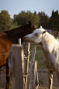 Two horses stand side by side in a paddock, bordered by wooden posts and electric fencing. One horse is white while the other is brown. The surrounding area includes lush green trees under a clear sky, indicating a serene rural setting.