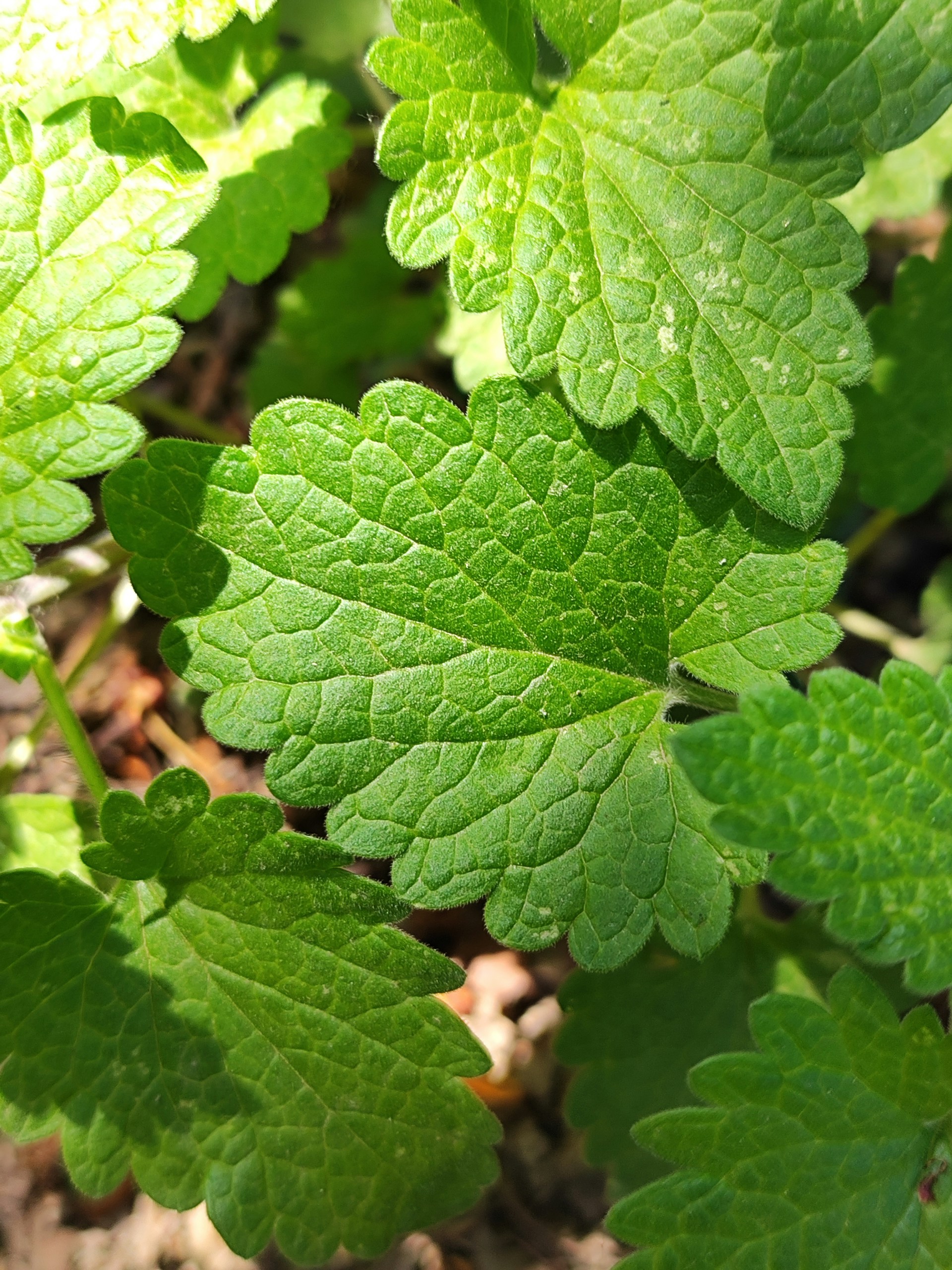 a close up of a green leafy plant