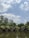 A row of small wooden cabins sits along the edge of a calm lake, surrounded by lush green trees and foliage. The sky above is dotted with fluffy white clouds, suggesting a clear, peaceful day.
