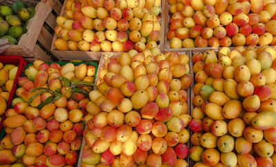 Close-up of freshly harvested kesar mangoes stacked in rustic wooden crates ready for delivery.