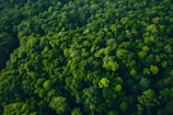 an aerial view of a lush green forest