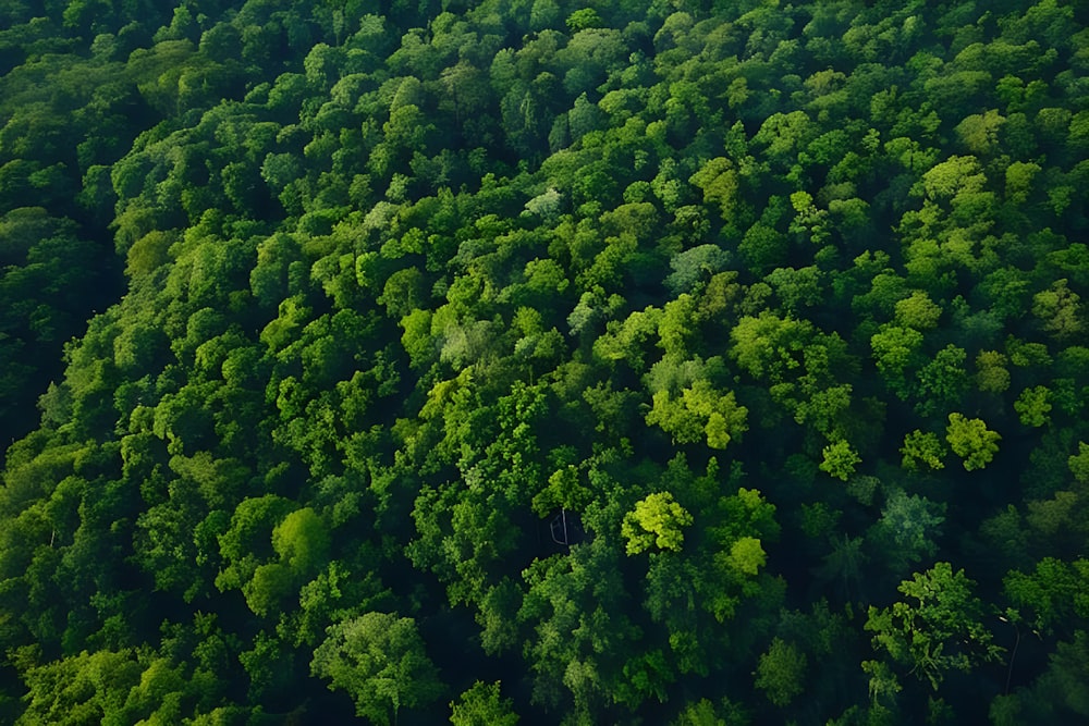 an aerial view of a lush green forest