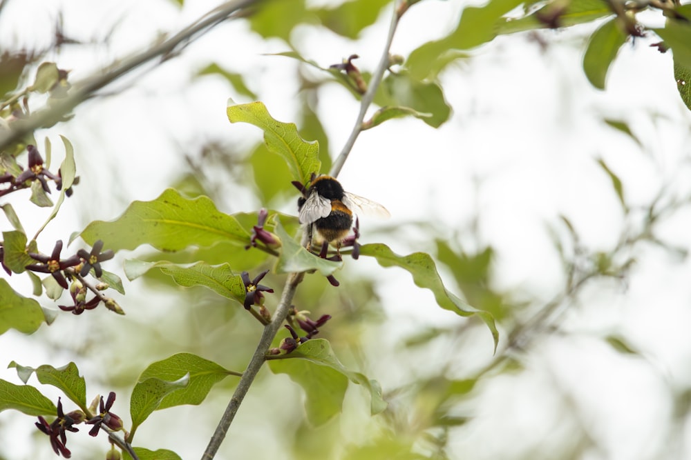 a bee sitting on top of a green leaf covered tree