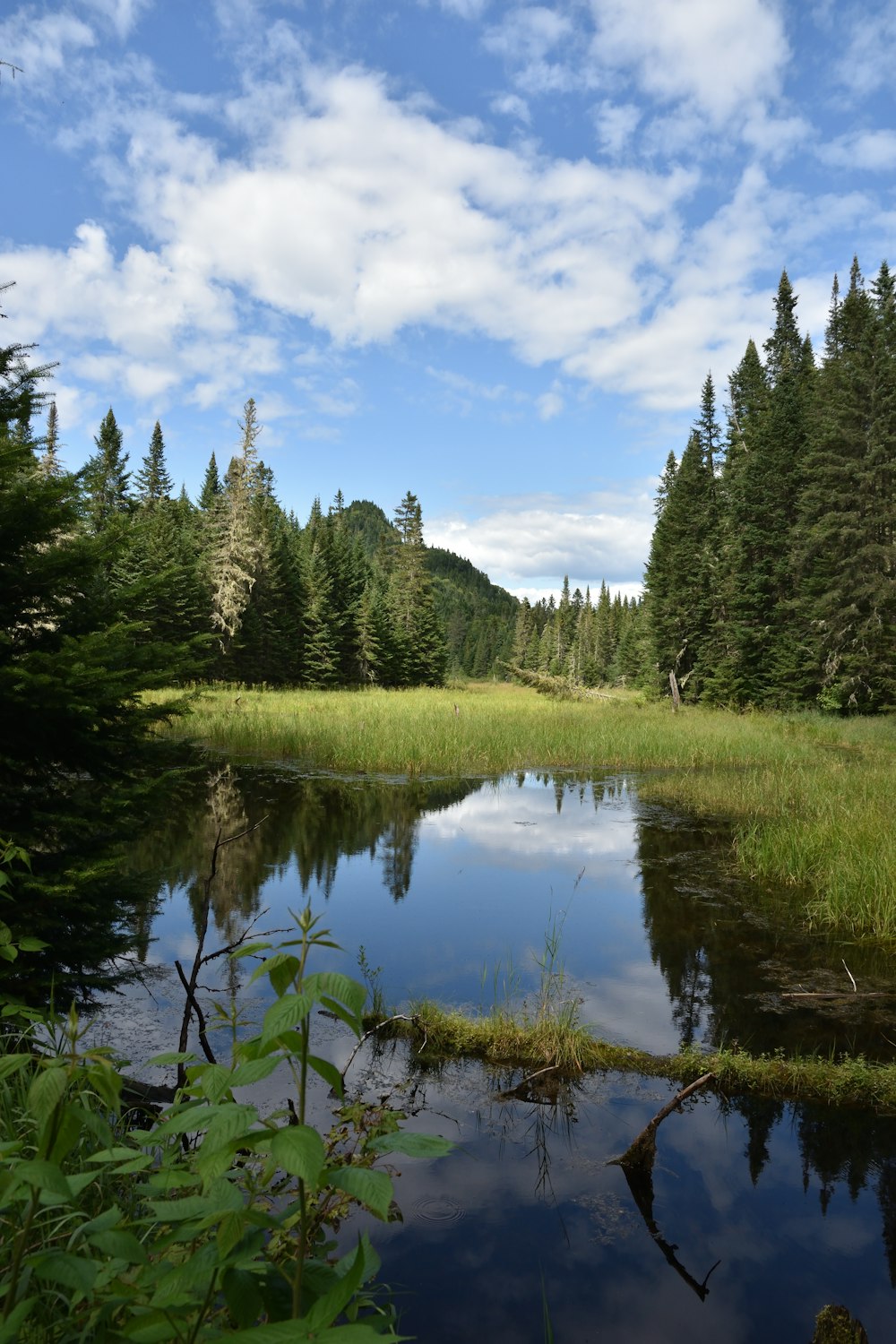 a small pond surrounded by trees and grass