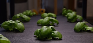 Several small green plants are growing on a flat, dark surface, likely part of a hydroponic or indoor garden setup. The plants are arranged in neat rows and are well-lit, highlighting their healthy green leaves.