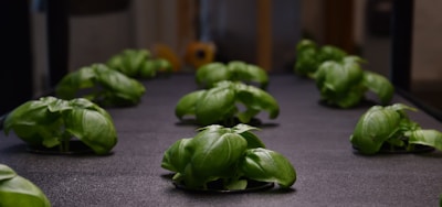 Several small green plants are growing on a flat, dark surface, likely part of a hydroponic or indoor garden setup. The plants are arranged in neat rows and are well-lit, highlighting their healthy green leaves.