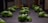 Several small green plants are growing on a flat, dark surface, likely part of a hydroponic or indoor garden setup. The plants are arranged in neat rows and are well-lit, highlighting their healthy green leaves.