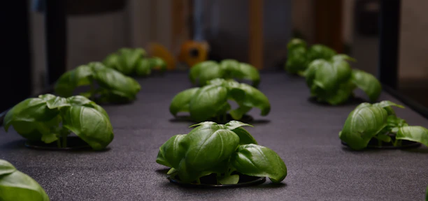 Close-up of a vibrant home hydroponic garden with fresh green lettuce and herbs growing in a sleek setup.