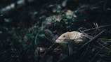 A mushroom is growing amidst a dark, forest floor setting. The environment is rich with fallen leaves, twigs, and small green plants. The lighting is subdued, giving a moody and natural ambience.