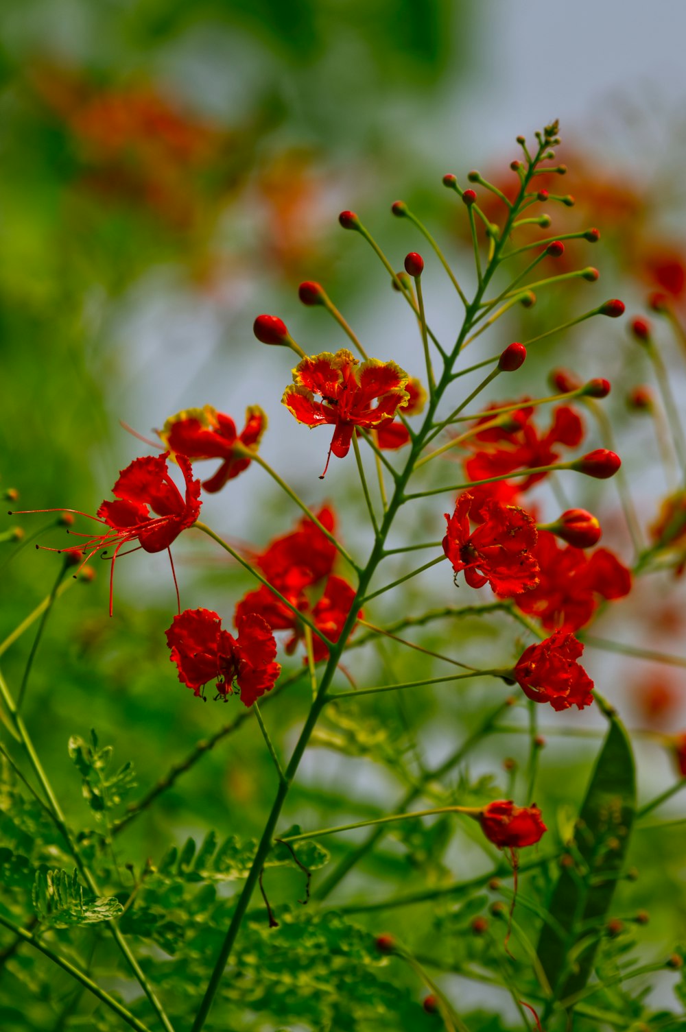 a bunch of red flowers that are in the grass