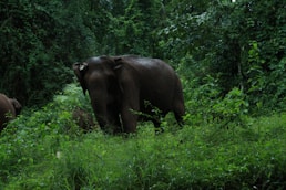 a couple of elephants walking through a lush green forest