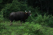 A large wild bison is standing amidst dense green foliage in a forested area. The animal has a dark brown coat with prominent white horns and is surrounded by lush vegetation, indicating a natural and undisturbed habitat.