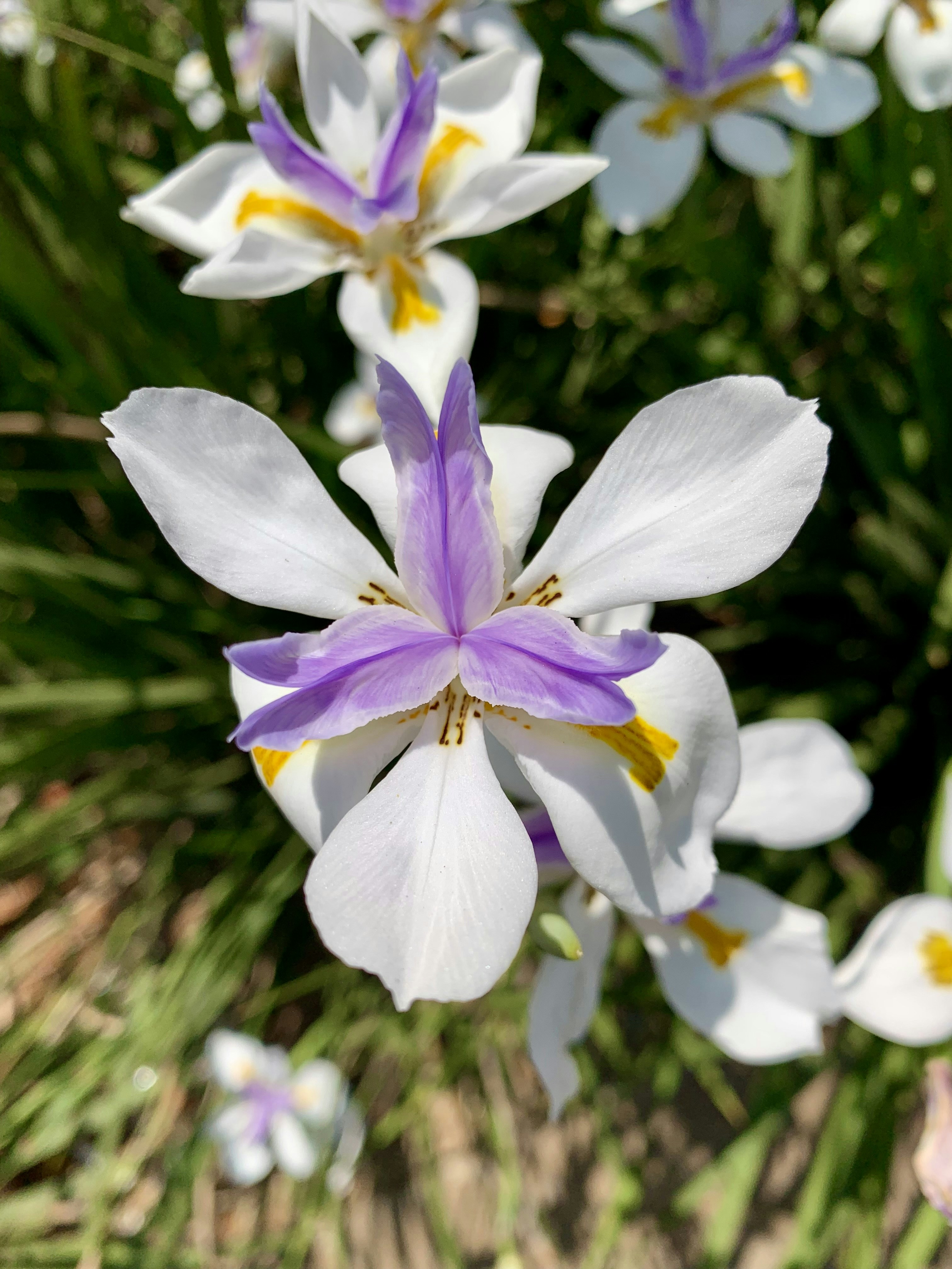 Photo by mtho_nature