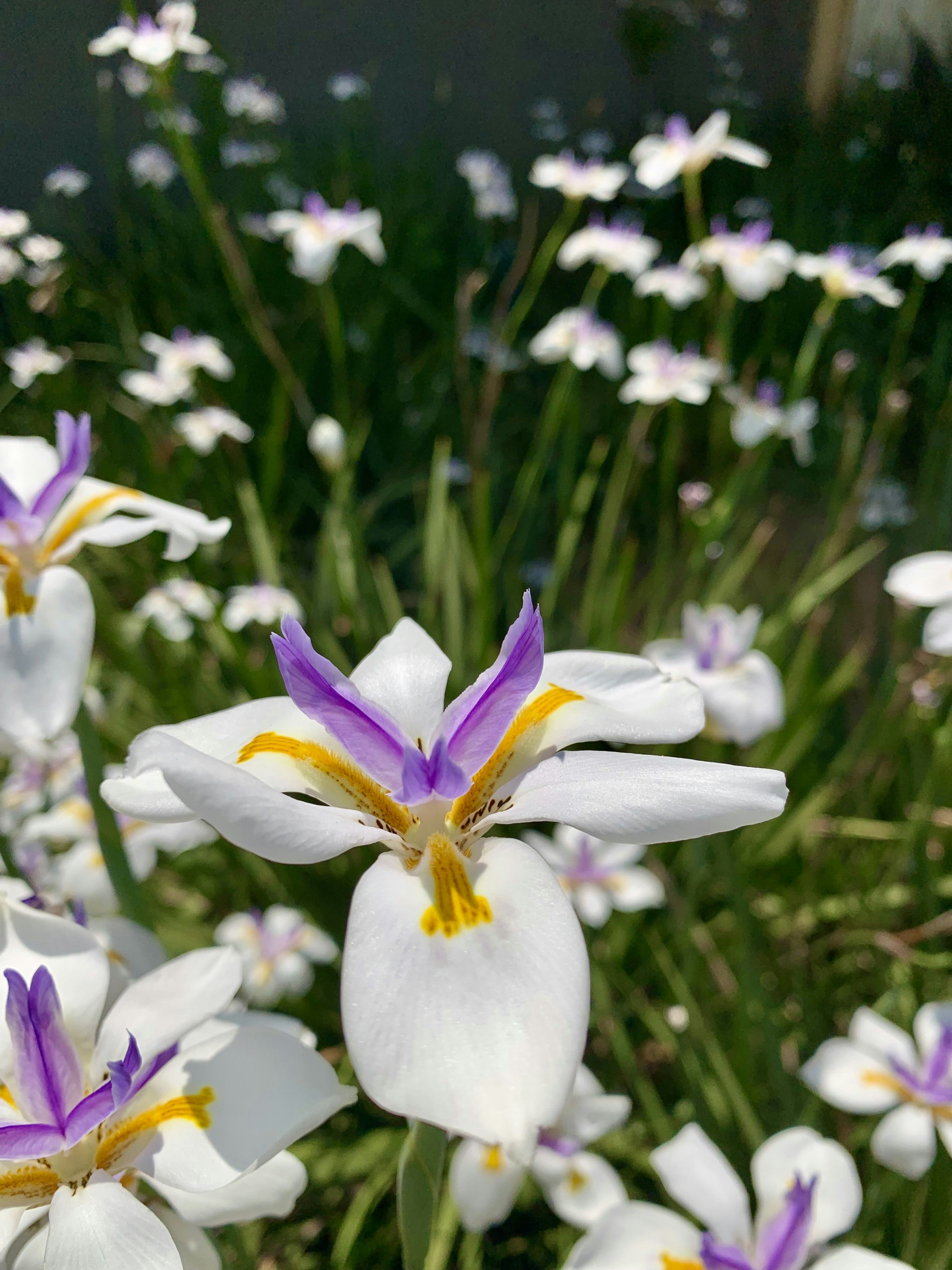 Photo by mtho_nature