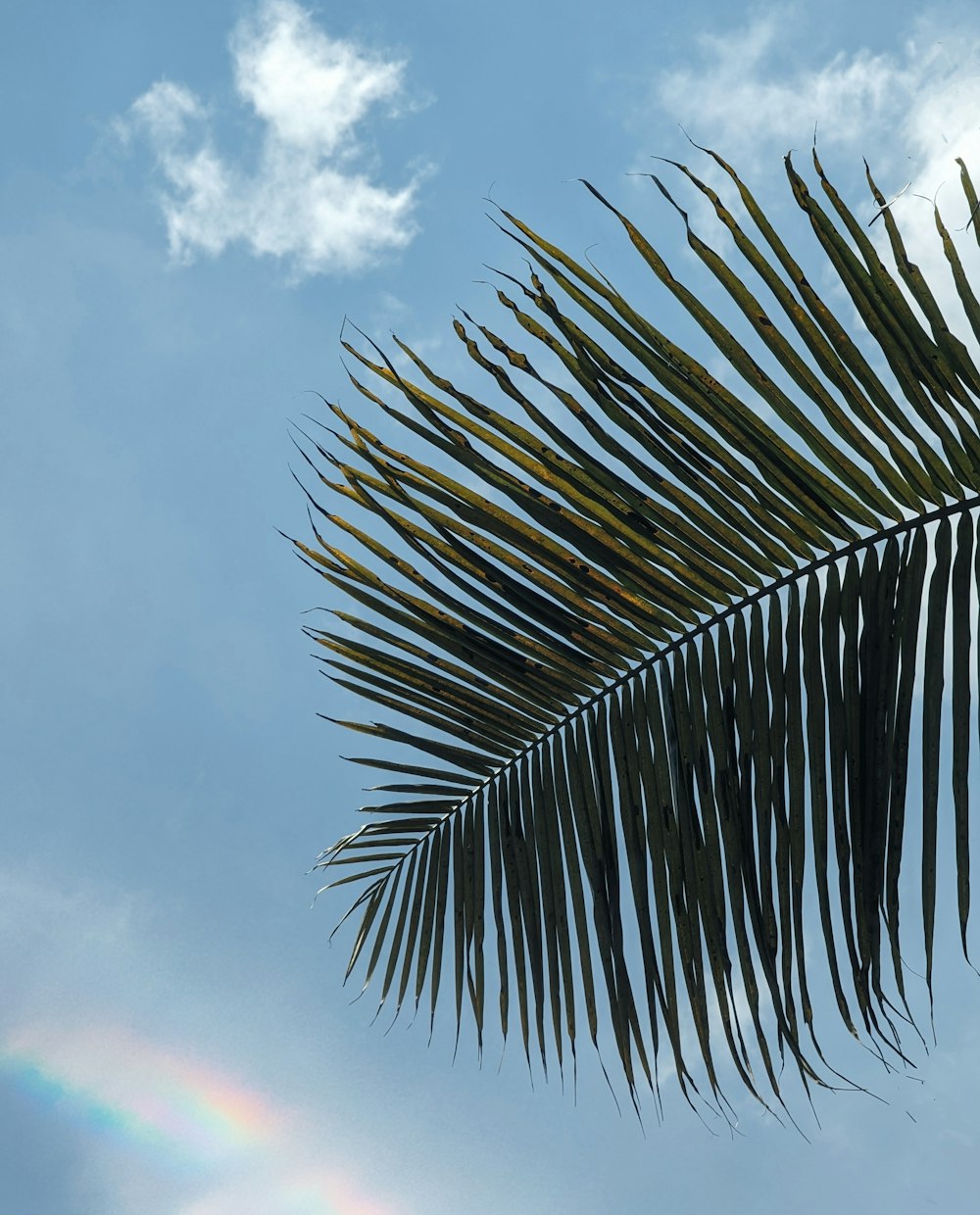 a palm leaf with a rainbow in the background