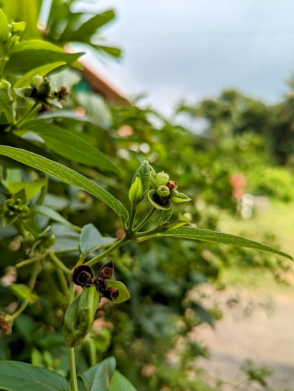 a close up of a green plant with leaves