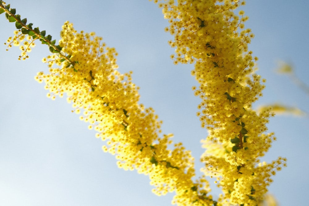 a close up of a yellow flower with a blue sky in the background