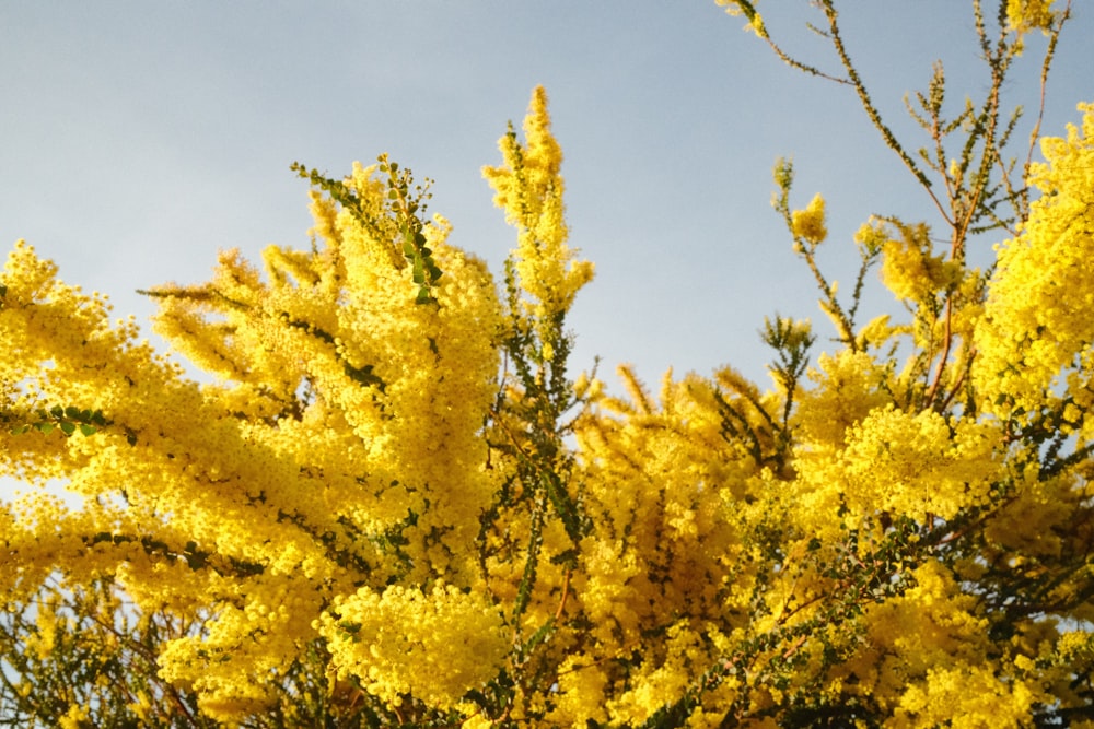 a bush of yellow flowers with a blue sky in the background