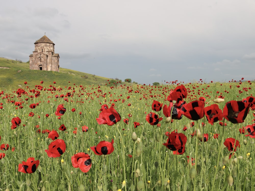 a field of red flowers with a castle in the background