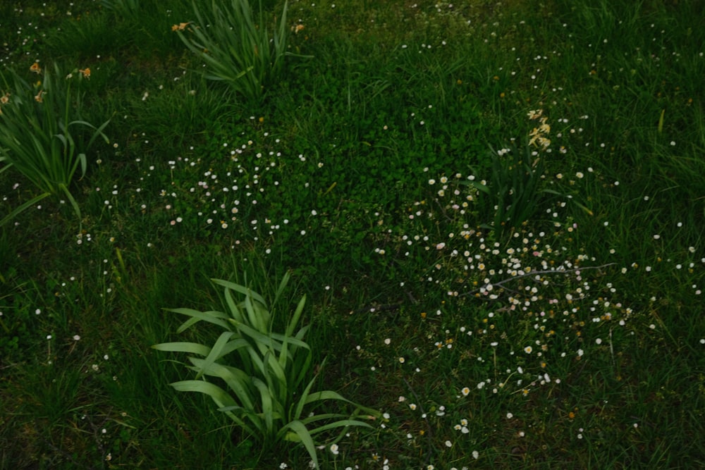 a field of flowers and grass with a stop sign in the middle