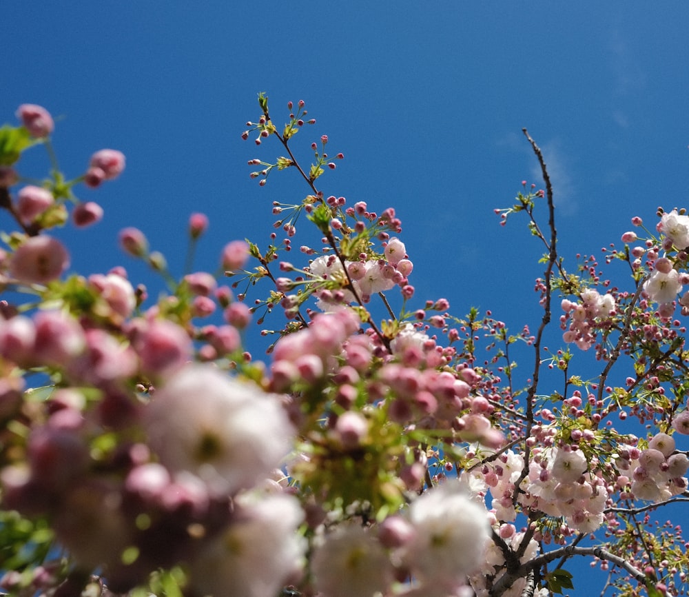 pink and white flowers are blooming on a tree