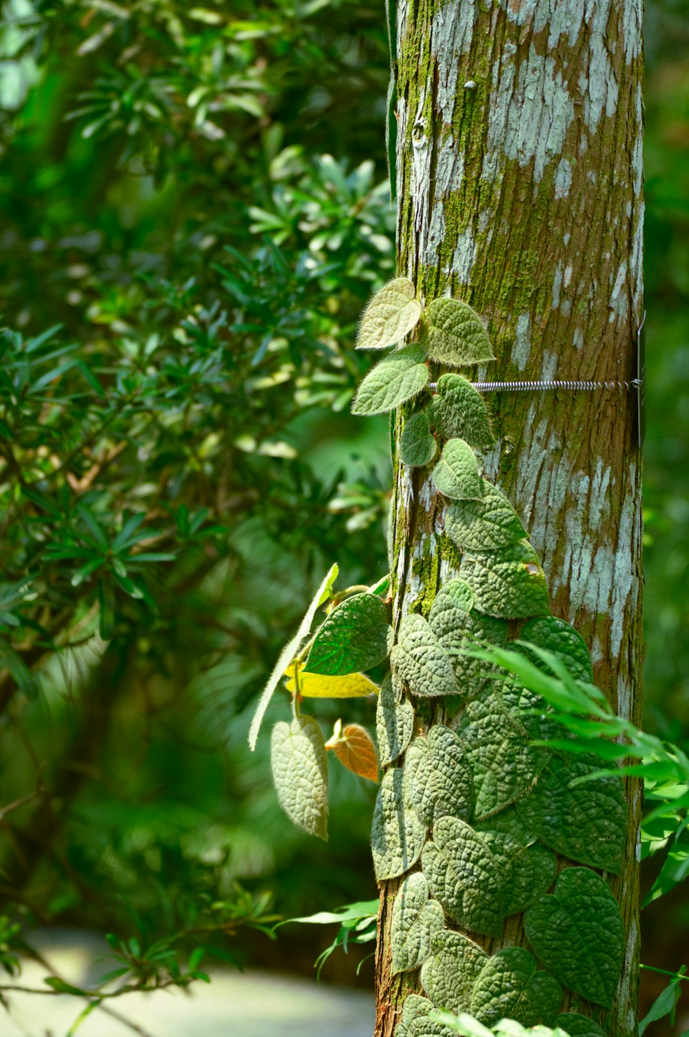 a tree that has some kind of plant growing on it