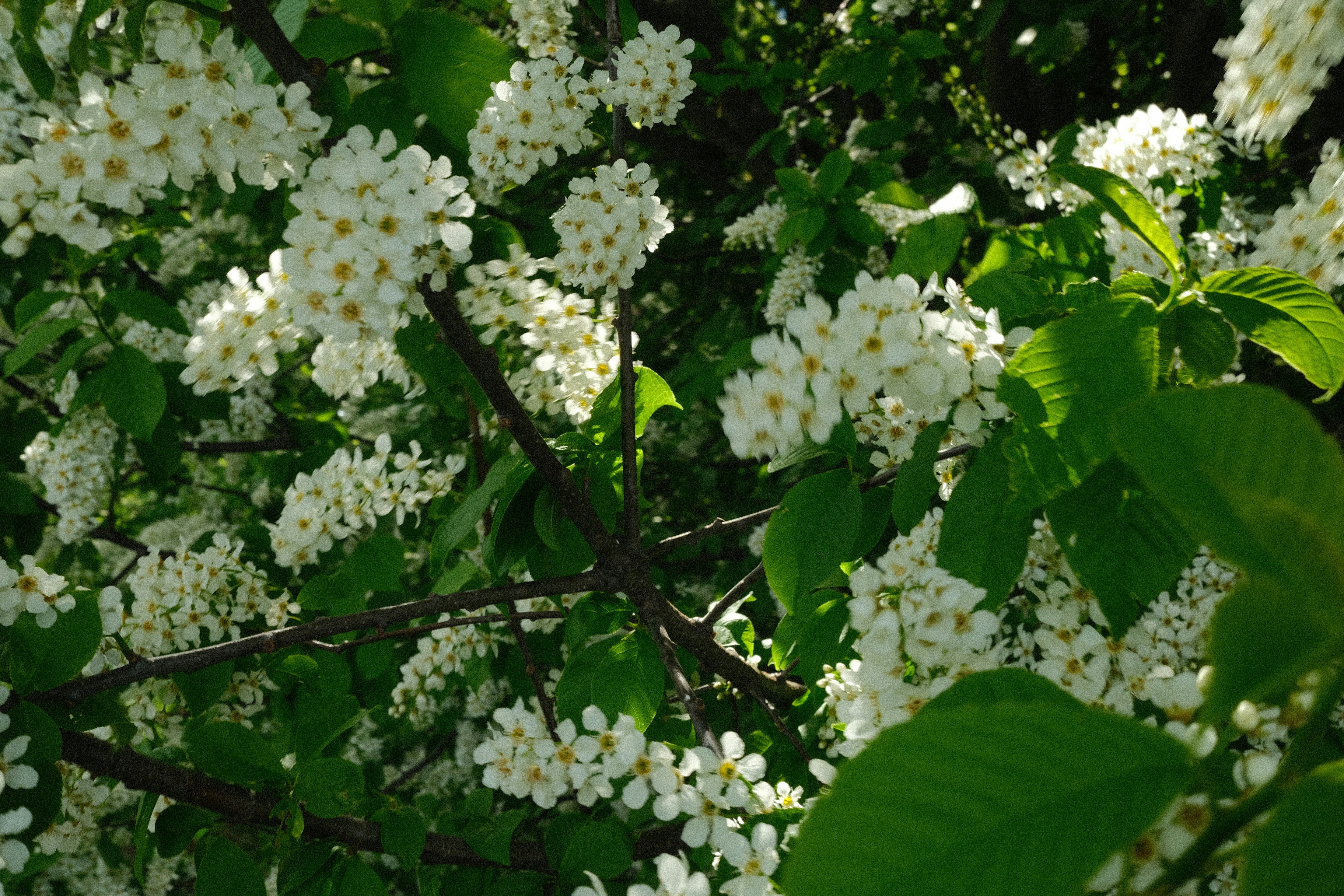 Photo by veetaorinko