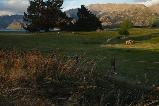 A serene landscape with an expansive green field and a few grazing animals, possibly alpacas or sheep, surrounded by a wooden fence. Large trees are present in the midground, and mountainous terrain is visible in the background, under a partly cloudy sky.