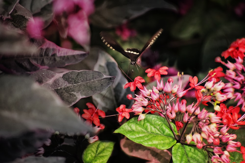 a butterfly flying over a bunch of red flowers